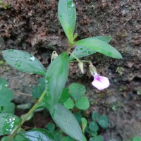 Pigea enneasperma (L.) P.I.Forst.